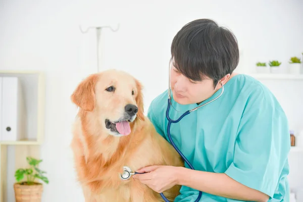 Asian Male Veterinarian Examining Golden Retriever Dog Stethoscope Vet Clinic — Stock Photo, Image