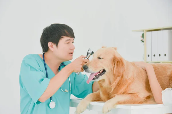 Asian Male Veterinarian Examining Golden Retriever Dog Vet Clinic — Stock Photo, Image