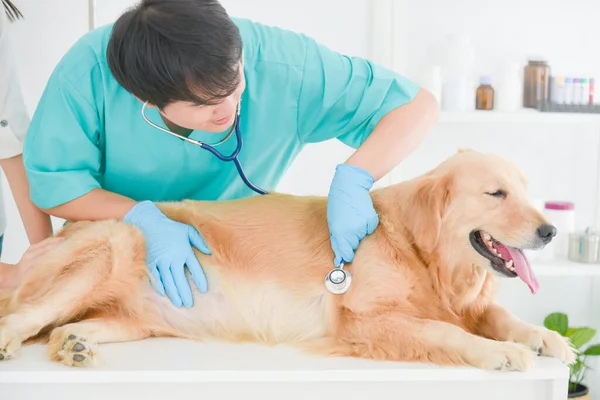 Asian Male Veterinarian Examining Golden Retriever Dog Stethoscope Vet Clinic — Stock Photo, Image