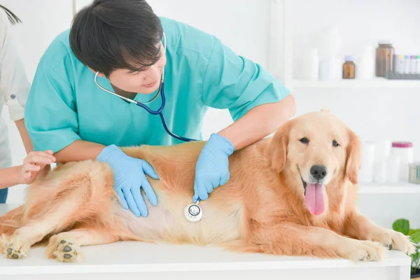 Asian Male Veterinarian Examining Golden Retriever Dog Stethoscope Vet Clinic — Stock Photo, Image