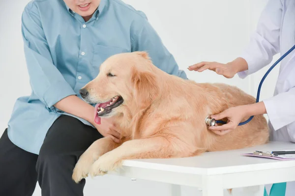Veterinarian Examining Golden Retriever Dog Stethoscope Vet Clinic — Stock Photo, Image