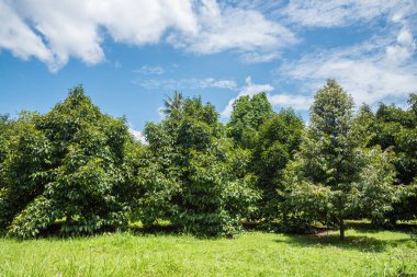 Durian ve Mangosteen bahçeleri güneşli bir günde mavi gökyüzünün arkaplanına karşı.