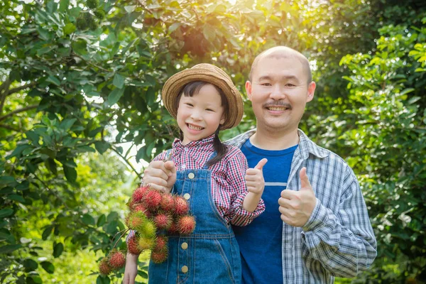 Aziatische Mannelijke Tuinman Zijn Dochter Oogst Rambutan Fruit Zijn Biologische — Stockfoto