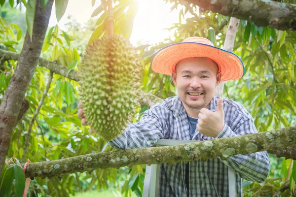 Asian male farmer showing Durian in his garden and smiles happily with thumb up. Durian is a king of fruit in Thailand .