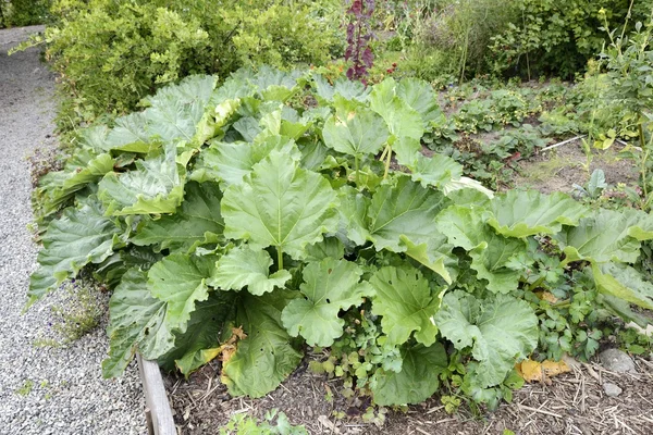 Rhubarb plant in garden — Stock Photo, Image