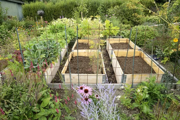 Organic Gardening on the Allotment — Stock Photo, Image