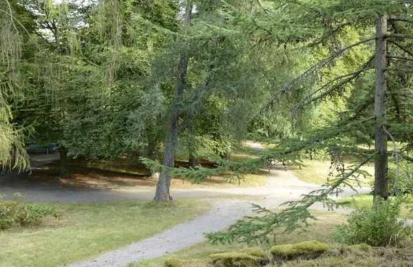 A nyári időszakban Woodland — Stock Fotó