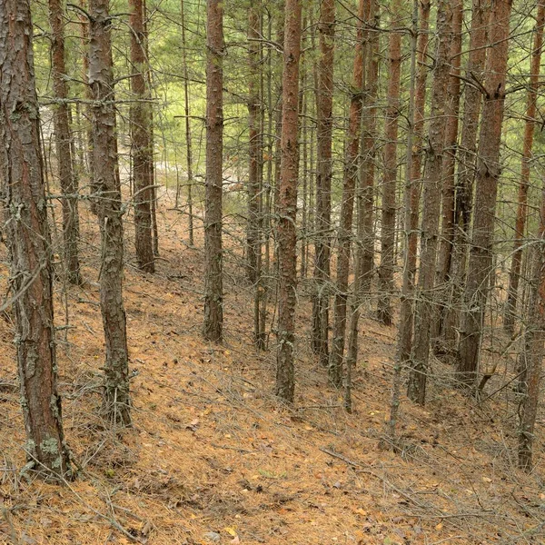 Forêt suédoise de pins — Photo