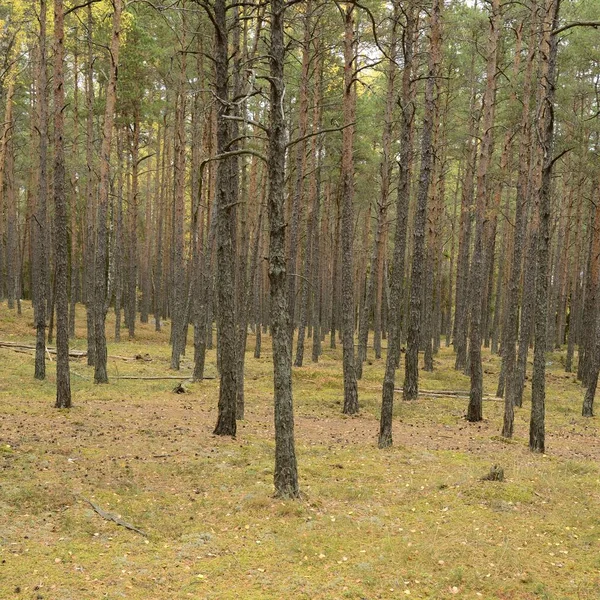 Forêt suédoise de pins — Photo