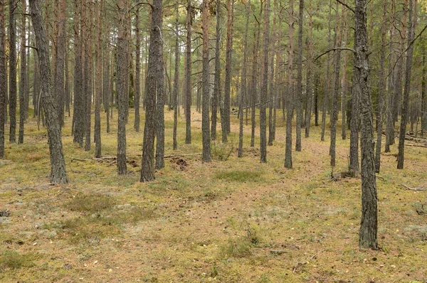 스웨덴어 소나무 숲 — 스톡 사진