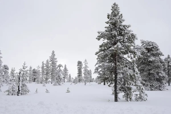 Pruce Tree Forest vallende sneeuw — Stockfoto