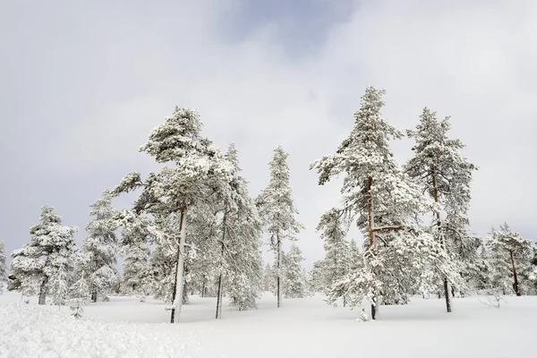 Granskog Täckt av snö i vinterlandskapet. — Stockfoto