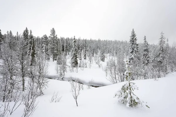Ліс Спрюс вкритий снігом на зимовому ландшафті. — стокове фото