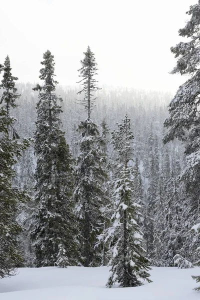 Floresta coberta de neve no nevoeiro — Fotografia de Stock