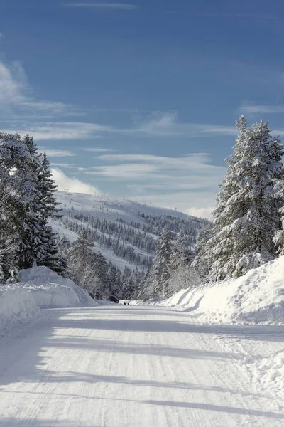 Bosweg in de winter — Stockfoto