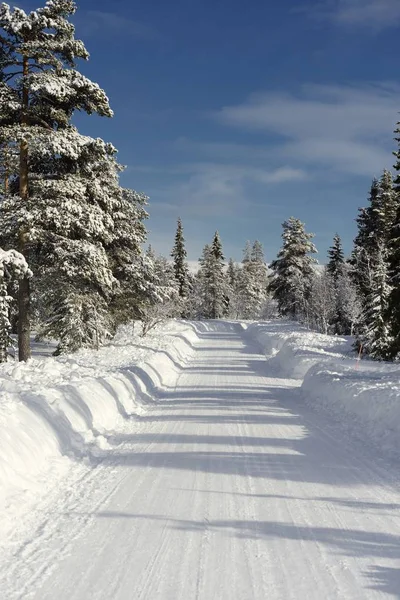 Bosweg in de winter — Stockfoto