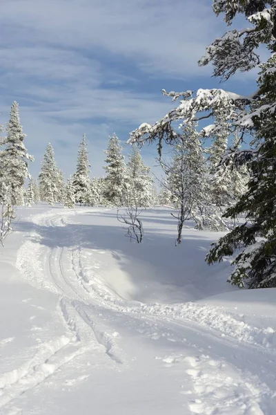 Ski tracks in Zweden — Stockfoto
