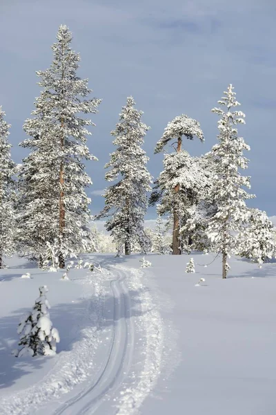 Ski tracks in Sweden — Stock Photo, Image