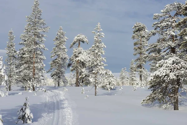 Ski tracks in Zweden — Stockfoto