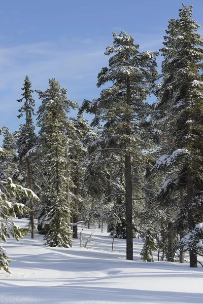 Paisagem de inverno com árvores cobertas de neve. — Fotografia de Stock