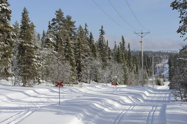 Ski tracks in Sweden
