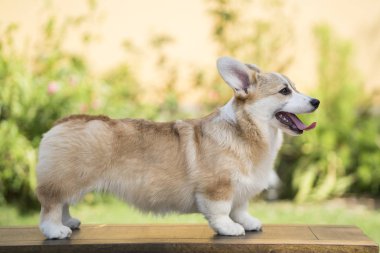 Yazın güneşli bir günde çimlerin üzerinde Corgi köpeği