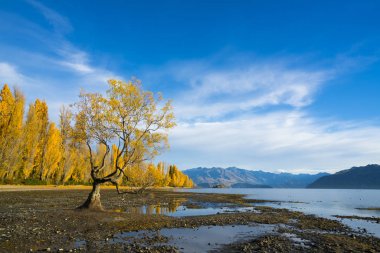 Wanaka ağaç, sarı ile mavi gökyüzünün sonbaharda, South Island yaprak
