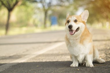 Yazın güneşli bir günde çimlerin üzerinde Corgi köpeği