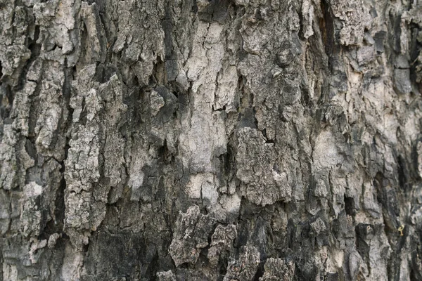 Текстура сухого дерева — стоковое фото