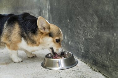 corgi dog eating dog food in a bowl clipart