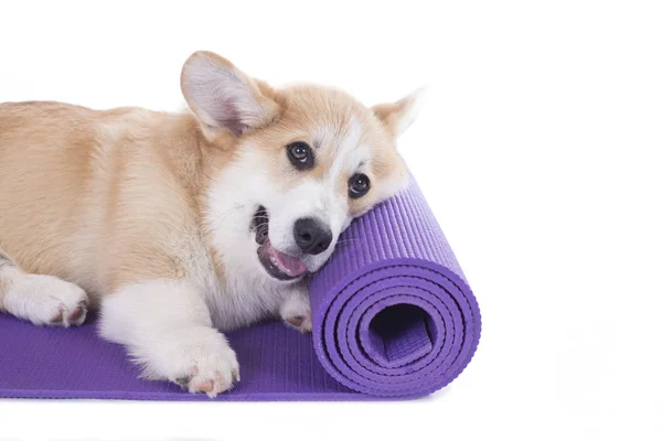 Corgi hond op een yoga mat, concentreren voor uitoefening, geïsoleerd op — Stockfoto