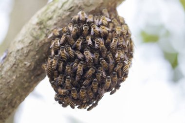 Arılara petek üzerinde kaynıyor makro çekim