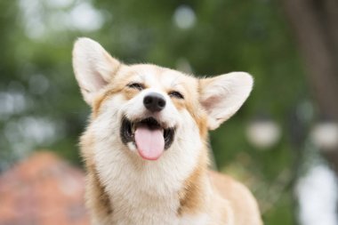 Corgi köpek gülüşü ve güneşli yaz gününde mutlu.