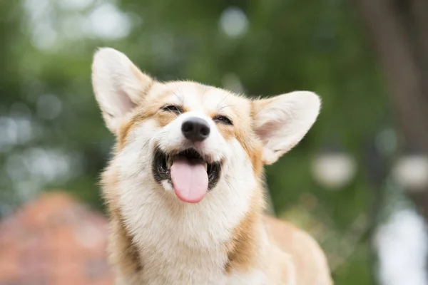 Corgi sonrisa de perro y feliz en verano día soleado —  Fotos de Stock