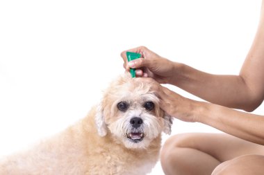 Beyaz arka plan üzerinde izole bir köpek için pire ve kene önleme