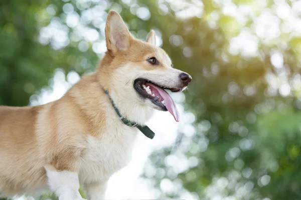 Corgi hond op de tafel in de zomer zonnige dag — Stockfoto