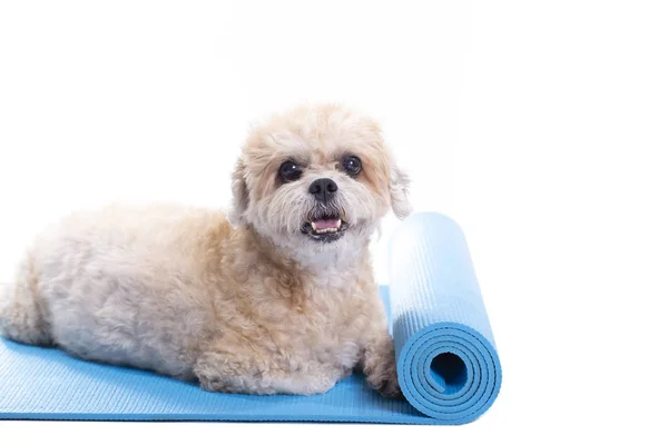 Pes sedící na podložce na jógu, soustředěný na cvičení, izolovaný — Stock fotografie