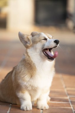 Yazın güneşli bir günde Corgi Dog evcil hayvanının kapanışı.