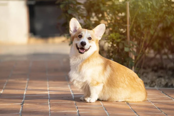 Închiderea Animalului Companie Câine Corgi Ziua Însorită Vară — Fotografie, imagine de stoc