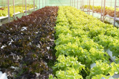 tarım hidroponiği çiftlikte yeşil sebze, yiyecek ve sağlıklı konsept