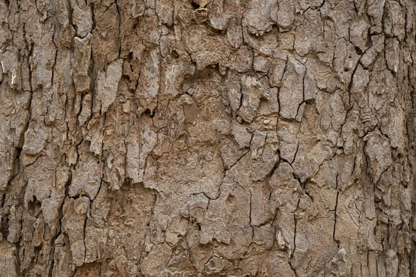 乾いた木の樹皮の質感と背景自然概念 — ストック写真