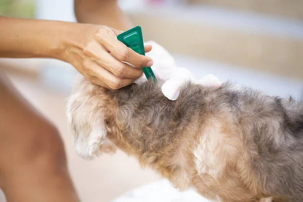 Cerrar Mujer Aplicando Garrapata Tratamiento Prevención Pulgas Perro —  Fotos de Stock