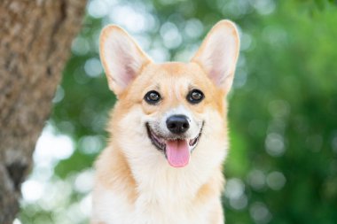 Corgi köpek gülüşü ve güneşli yaz gününde mutlu.