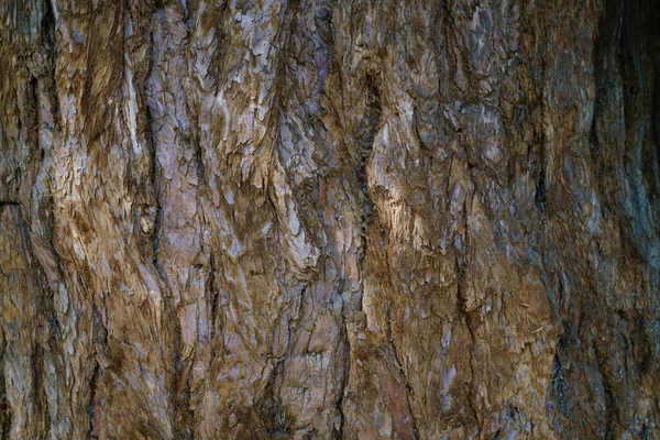 Torr Träd Bark Struktur Och Bakgrund Natur Koncept — Stockfoto