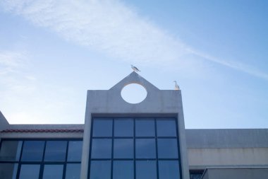 Aşağıdan görülen çatıdaki martılar ile bina