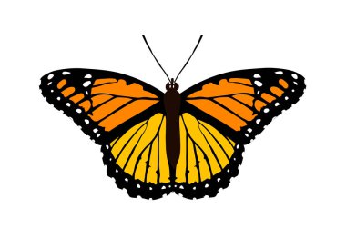 Turuncu, sarı, beyaz benekli siyah kelebek. Ayrı nesne