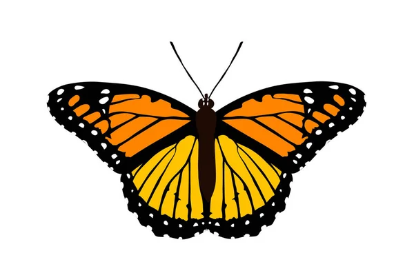Czarny Motyl Pomarańczowymi Żółtymi Białymi Plamkami Odizolowany Obiekt — Wektor stockowy
