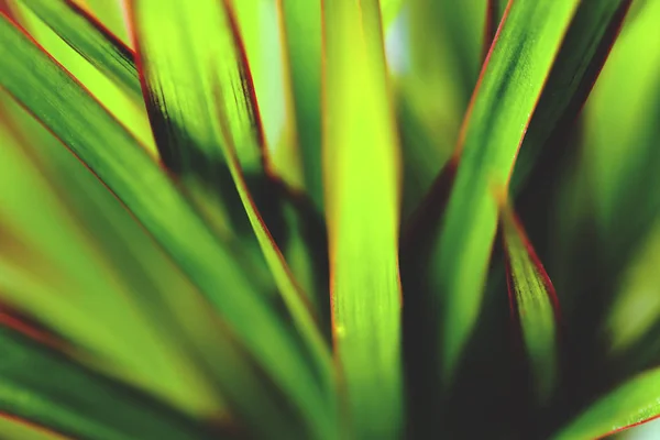 Weichen Fokus kentia Palme Blätter Hintergrund — Stockfoto