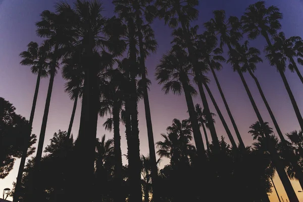Paarse gouden zonsondergang onder de palmbomen van de Croisette in Cannes — Stockfoto