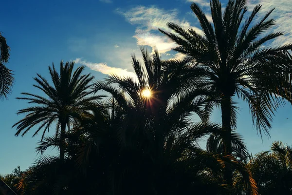 Rayons de soleil dorés éclatent parmi les palmiers luxuriants — Photo